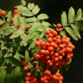 Paprastasis sermuksnis.jpg